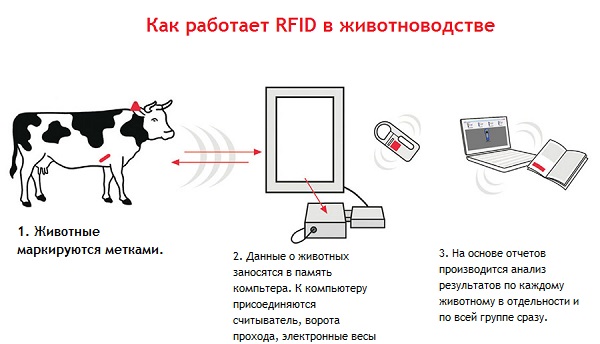 Структура RFID отслеживания животных